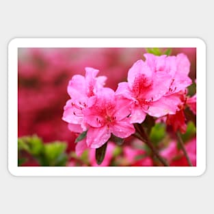 Azaleas Sticker